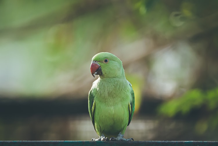 Indian parrot bird information images