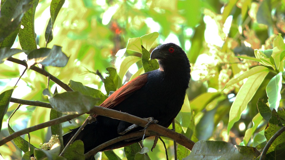 indian cuckoo bird image