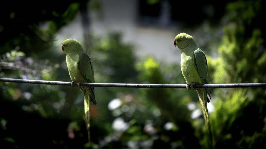 Indian parrot bird information