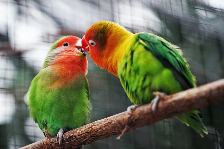 love bird sound