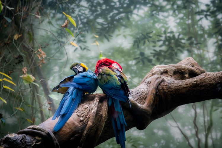 parrot bird pictures India