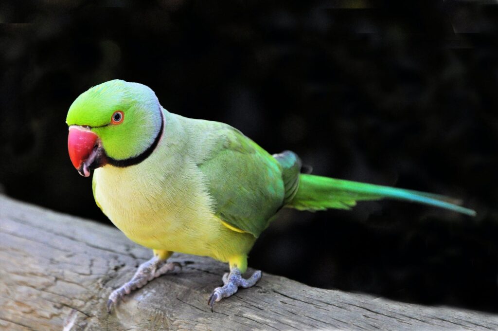 parrot bird images