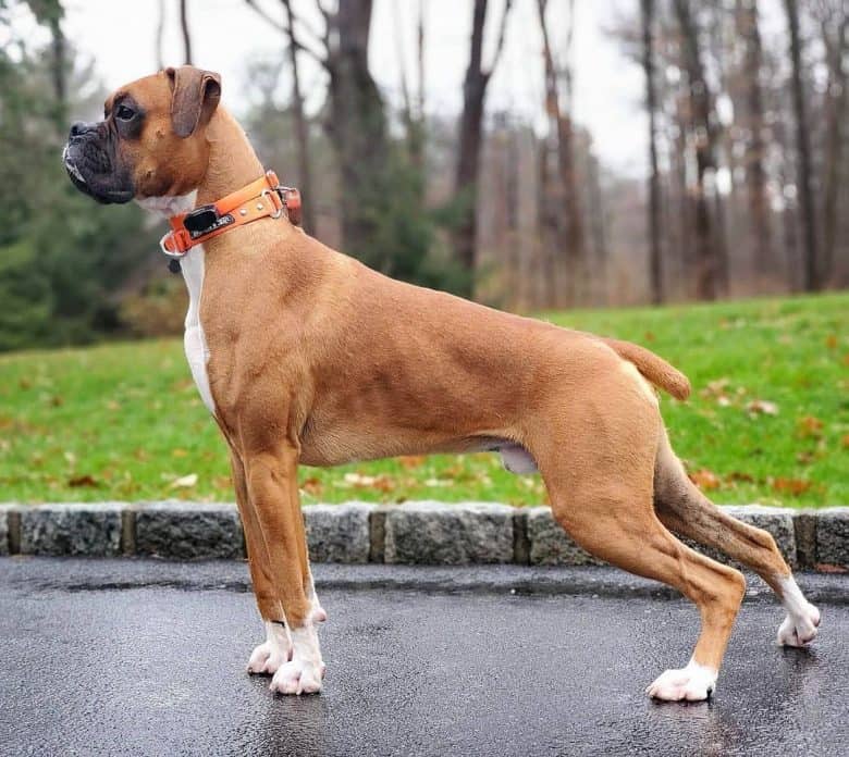 Boxer dog breed