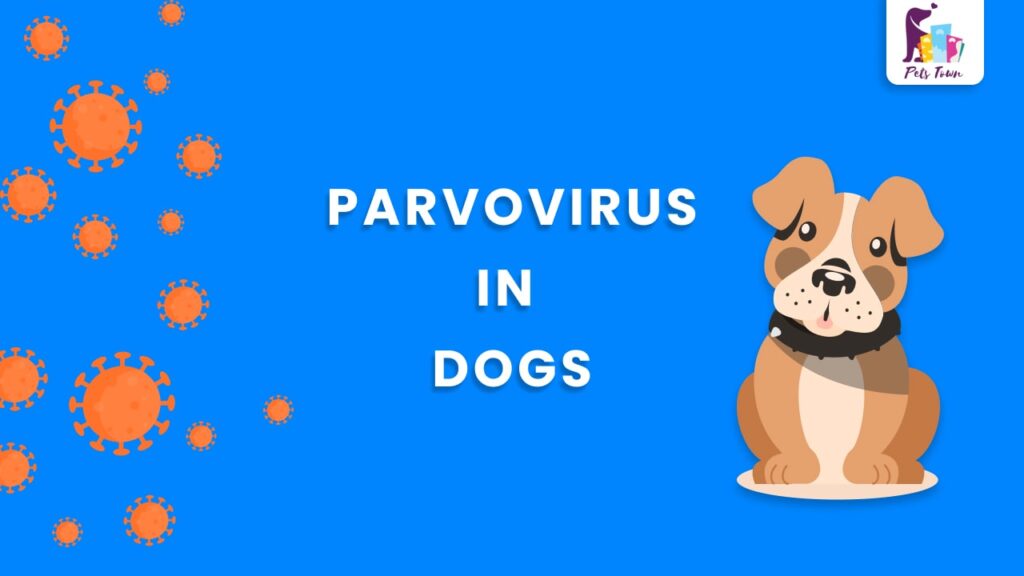 PARVO VIRUS in dogs