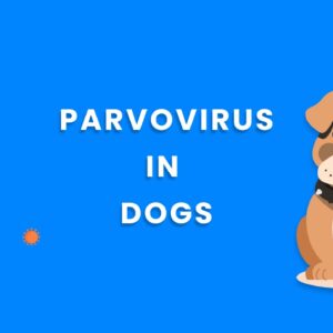 Canine parvovirus(PVC): Causes, Risk, Treatments, and Vaccine.
