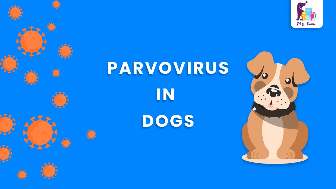 Canine parvovirus(PVC) Causes, Risk, Treatments, and Vaccine. PETS TOWN