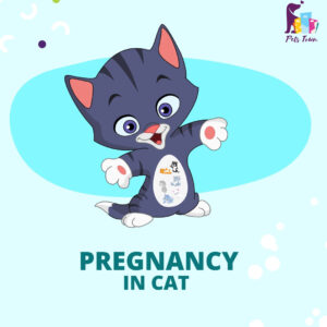 Questions regarding Pregnancy in cat