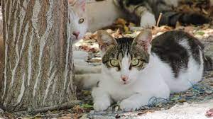 Cyprus Cat