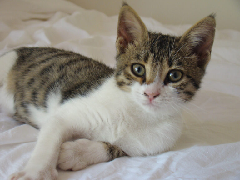 Cyprus Cat population, breed, price, personality & lifespan PETS TOWN